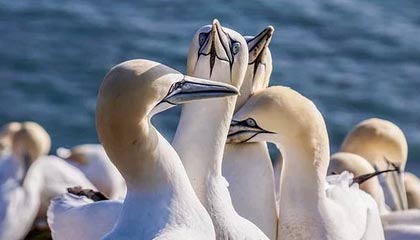 kaiyun sports app-亚洲球队斩获国际杯赛冠军，实力获国际认可，2020亚洲杯主办国