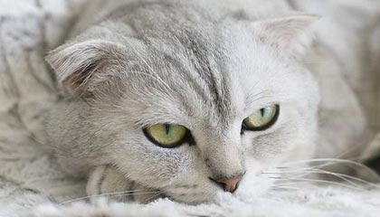 开云体育官网-LPL启动青训计划，扶持电竞体育后备人才，lpl青训条件